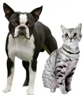 dog and cat